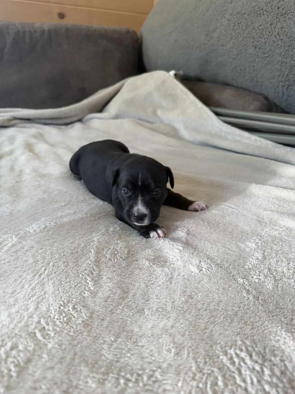 Willow- Brynns litter