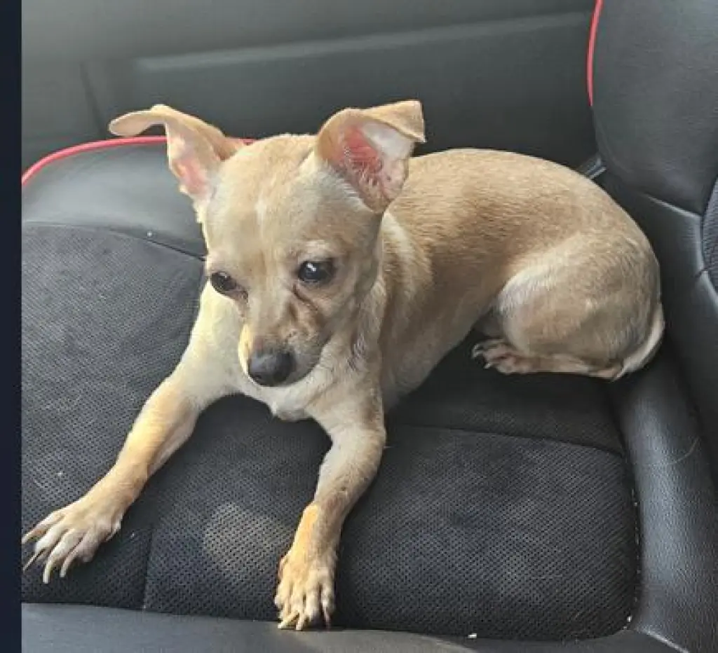 PEANUT
