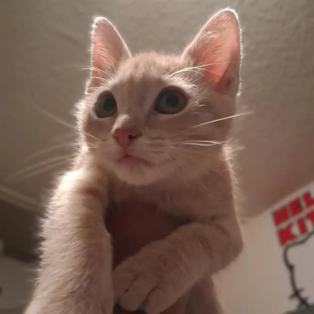 MISKA