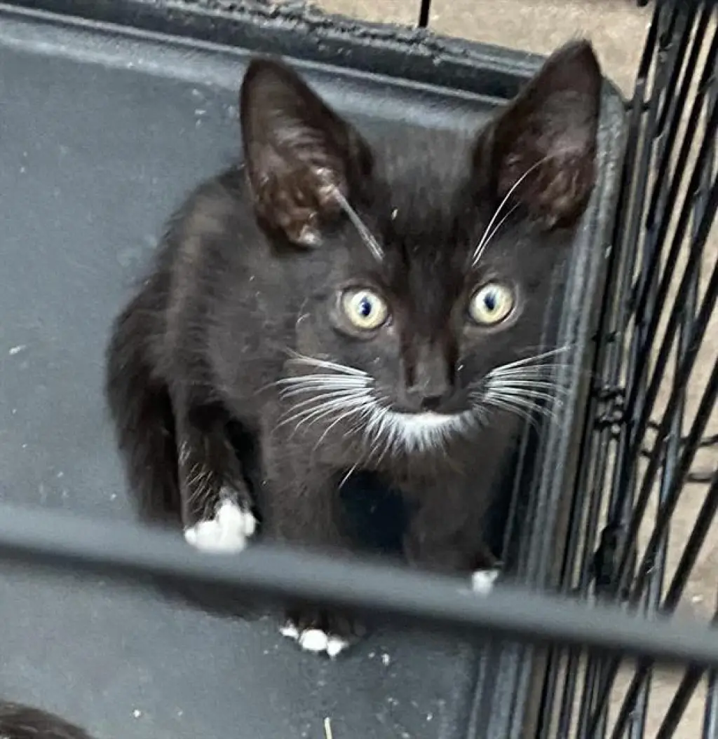 OREO