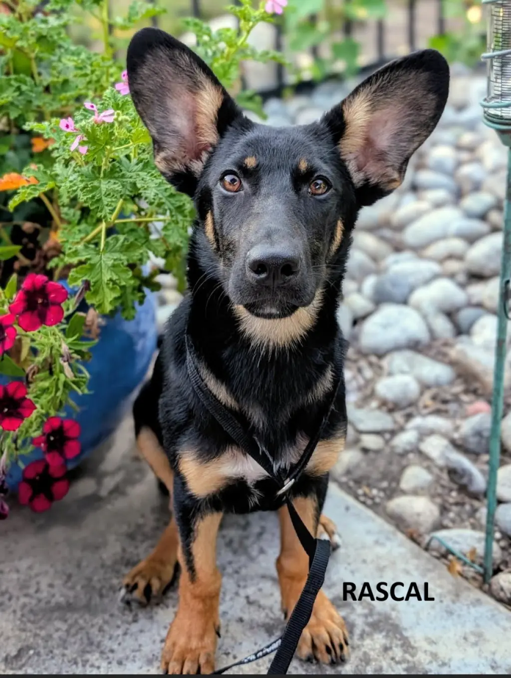 Rascal