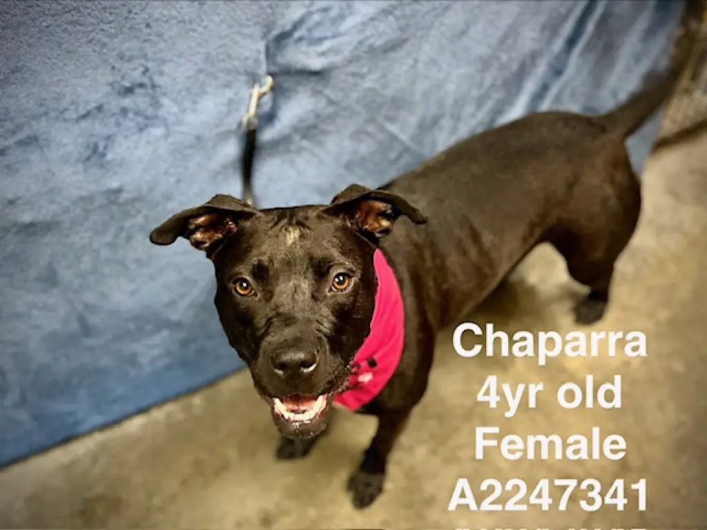 CHAPARRA