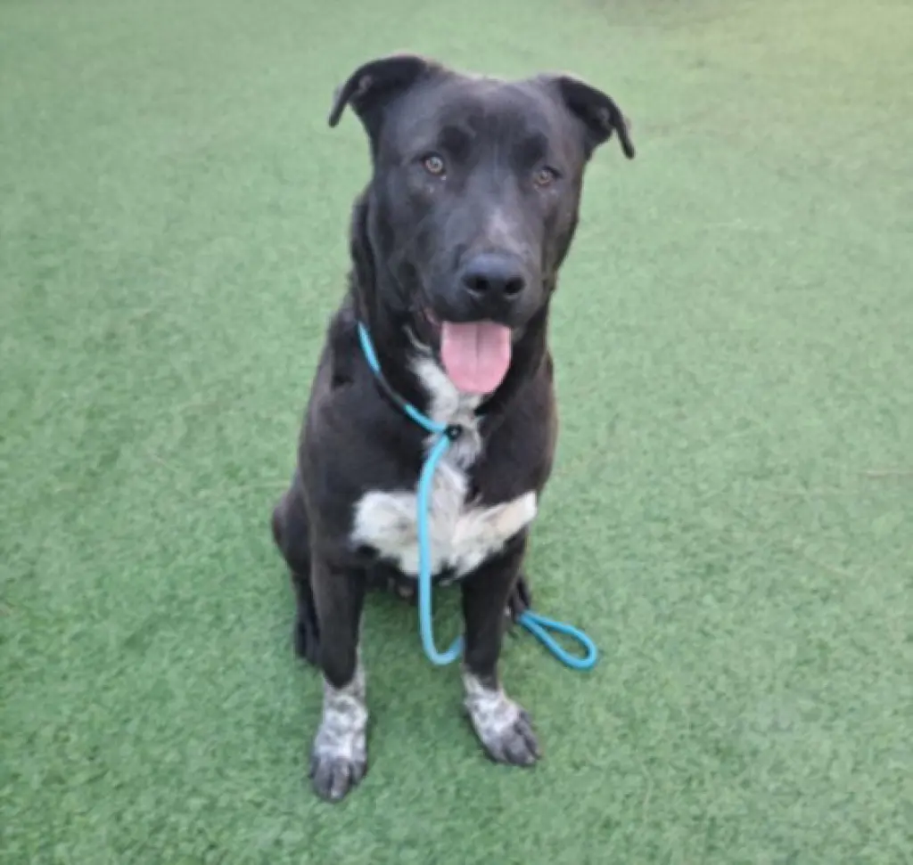 DEPUTY