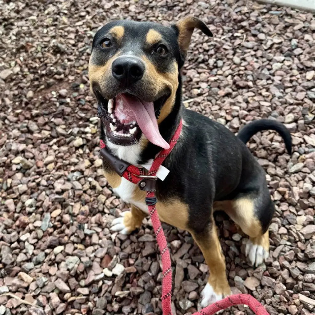 OPIE