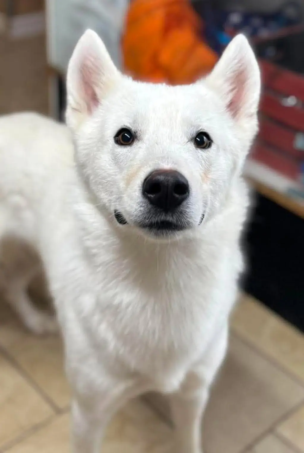 Duke