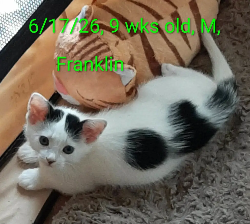 Franklin