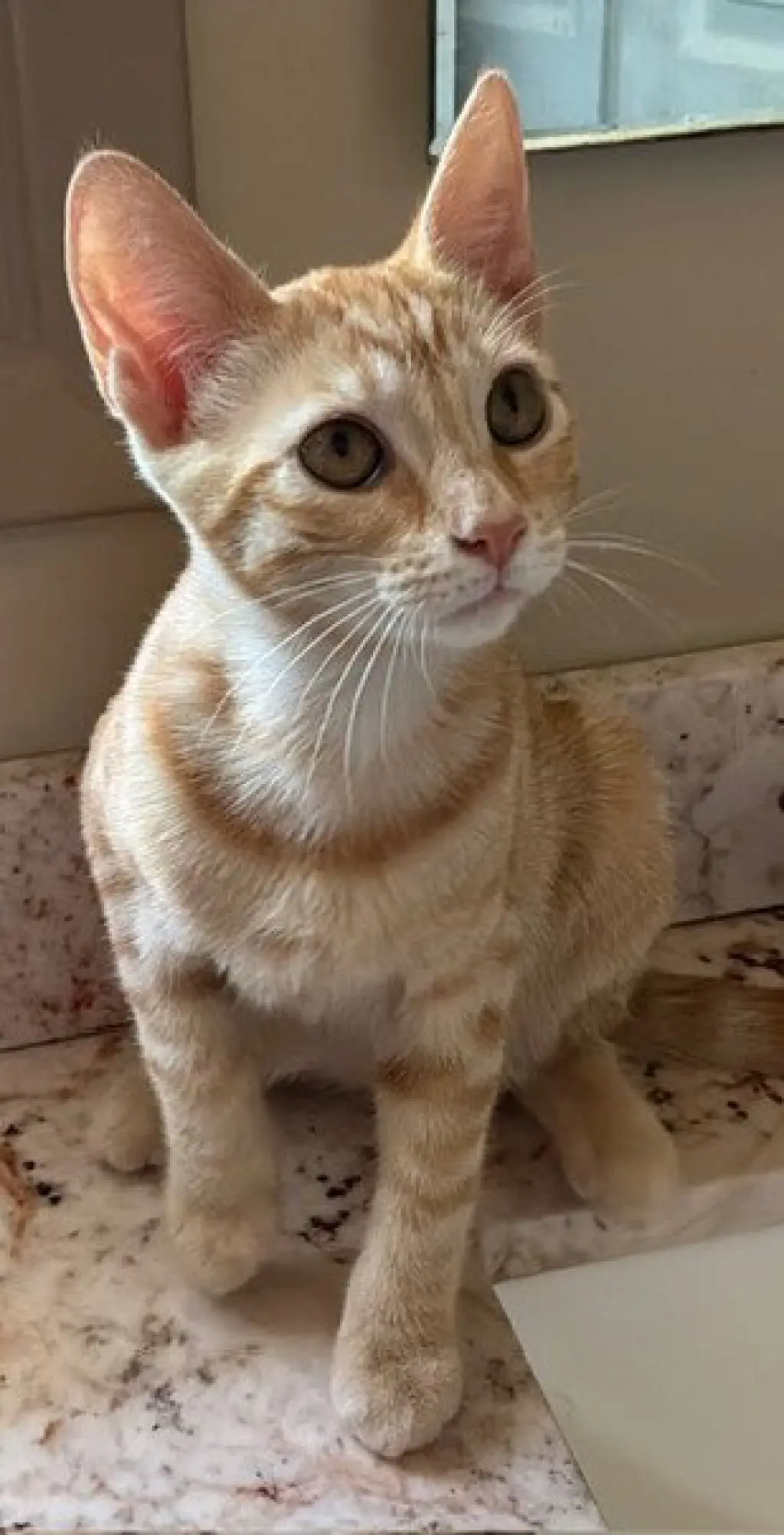 ZZ   Simba