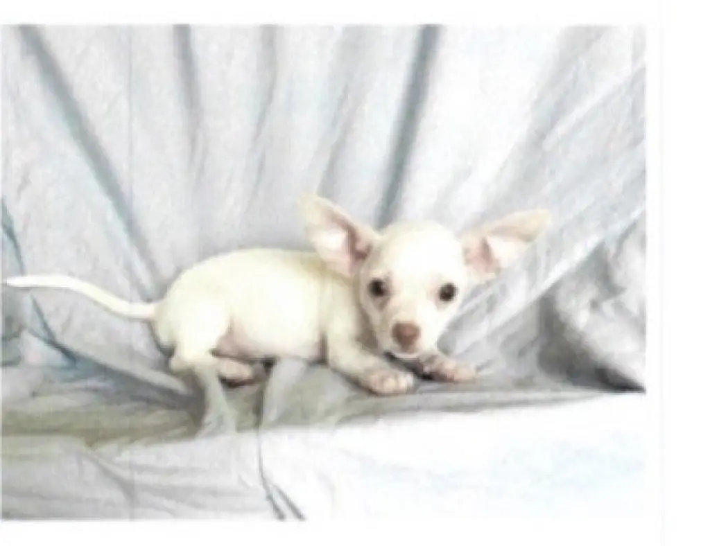Bonnie - Chi Puppy