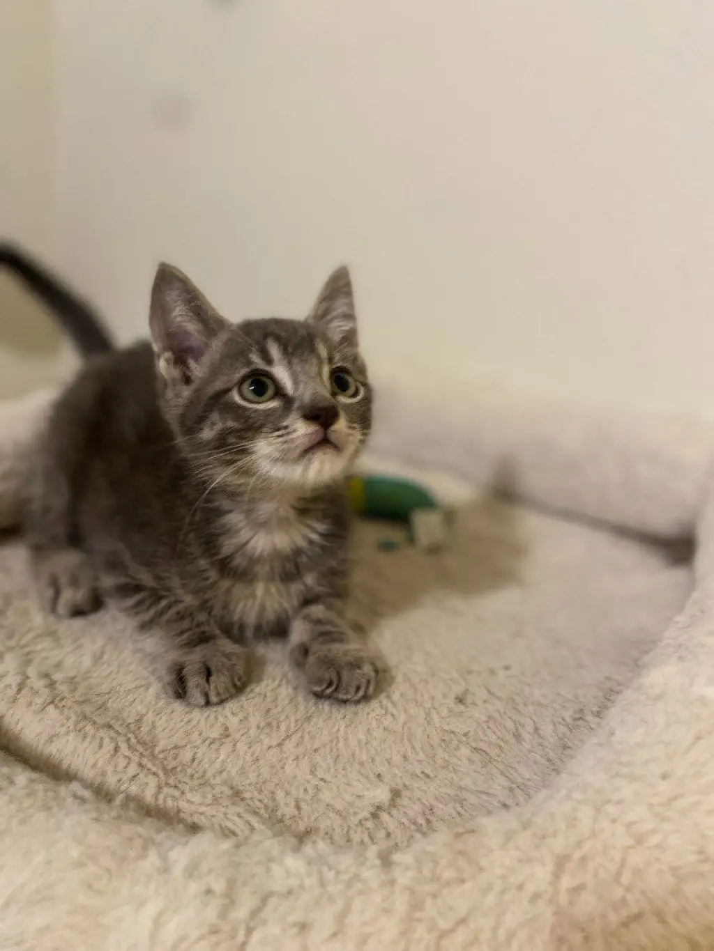 Micah