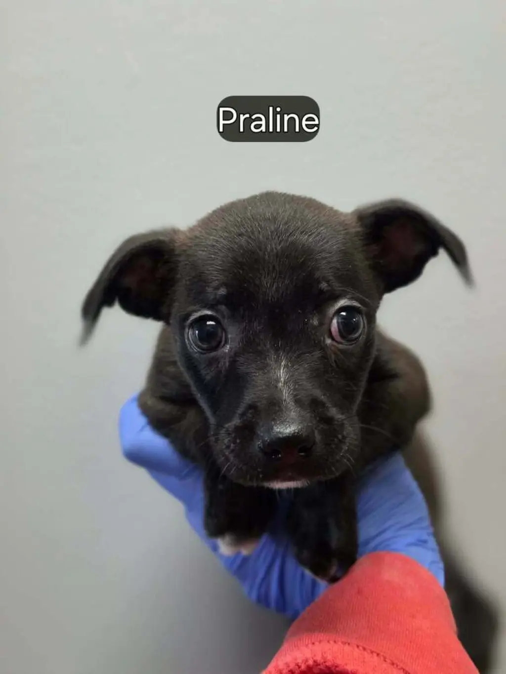 Praline (AL)