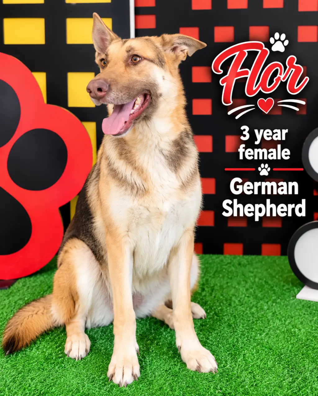 - FLOR - 3 YEAR FEMALE GERMAN SHEPHERD