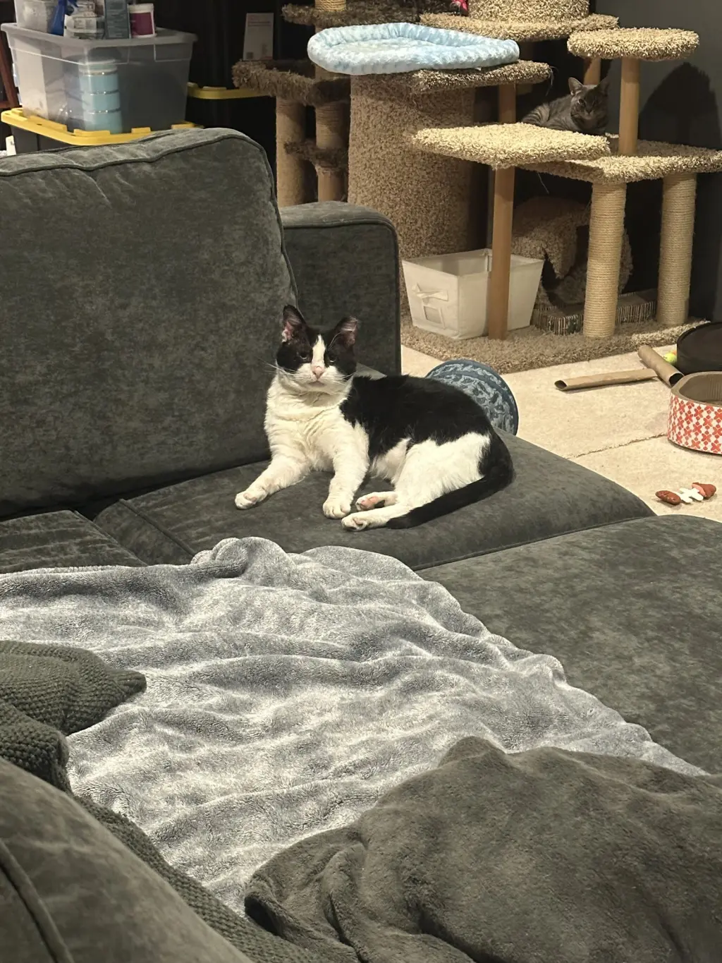 Sylvester