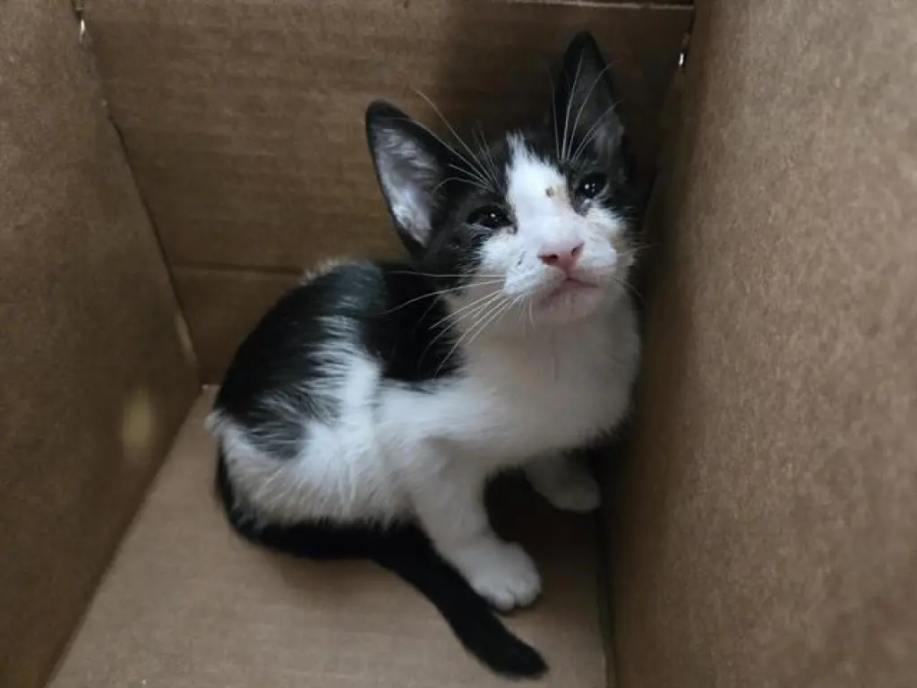 OREO