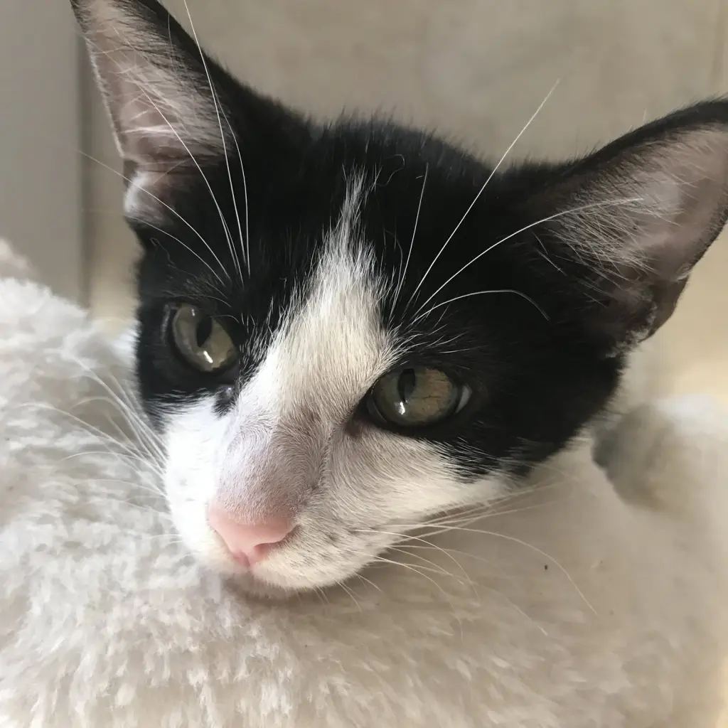 Novak