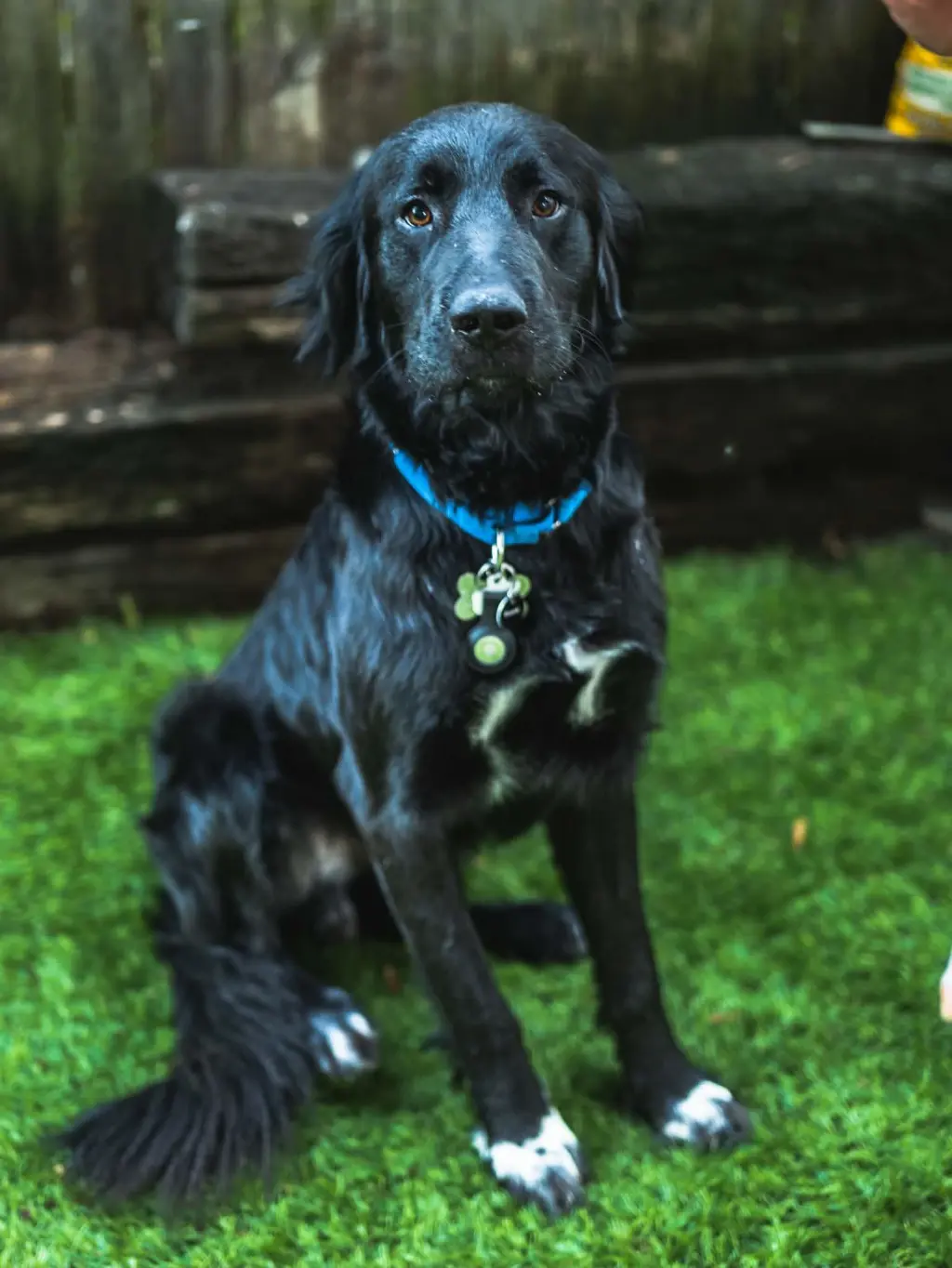 NICK (BUDDY)