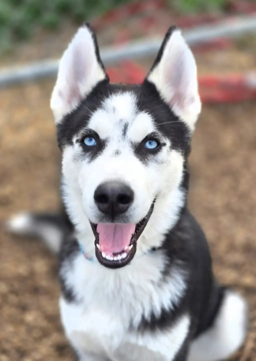 Balto