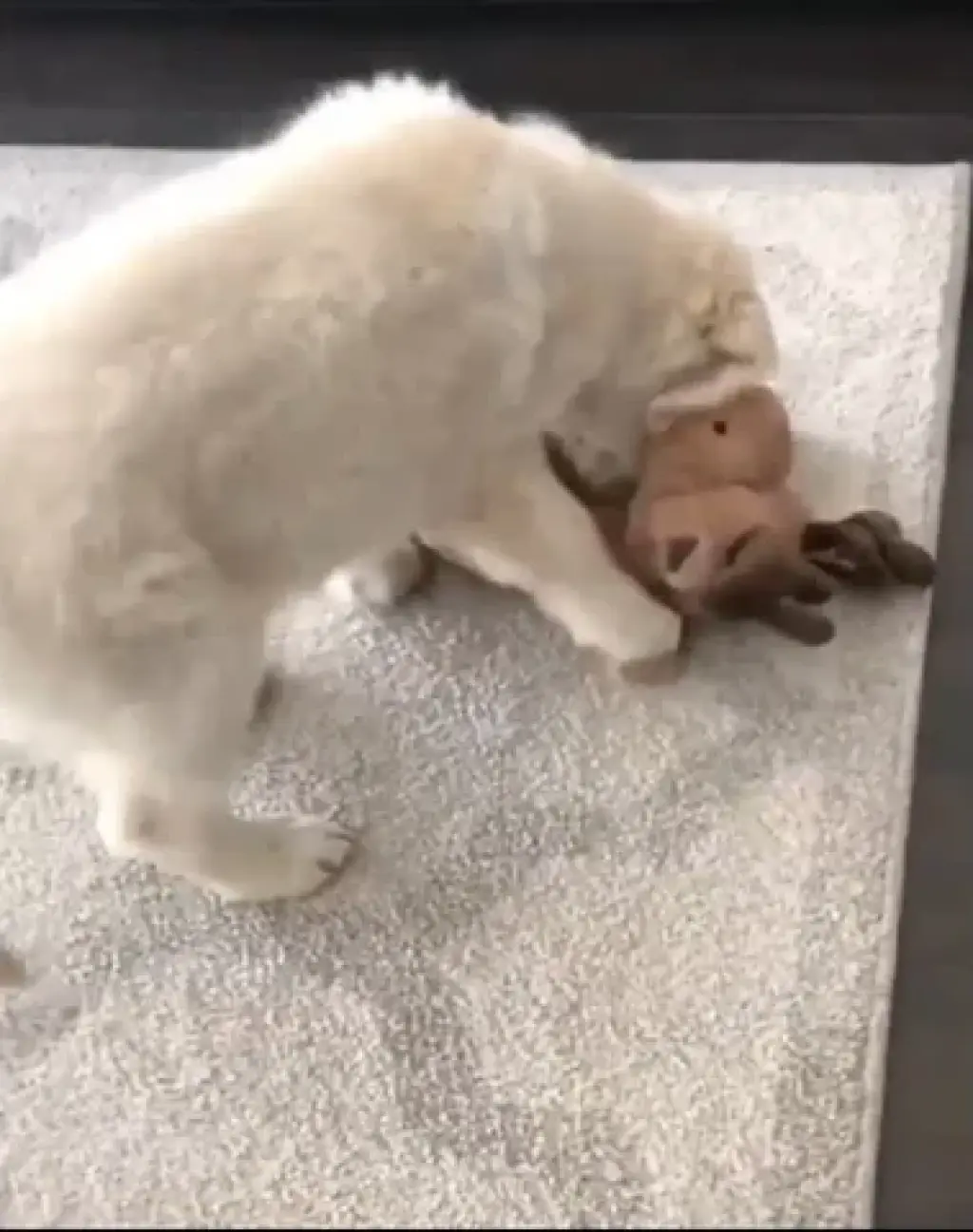 Golden retriever adoption