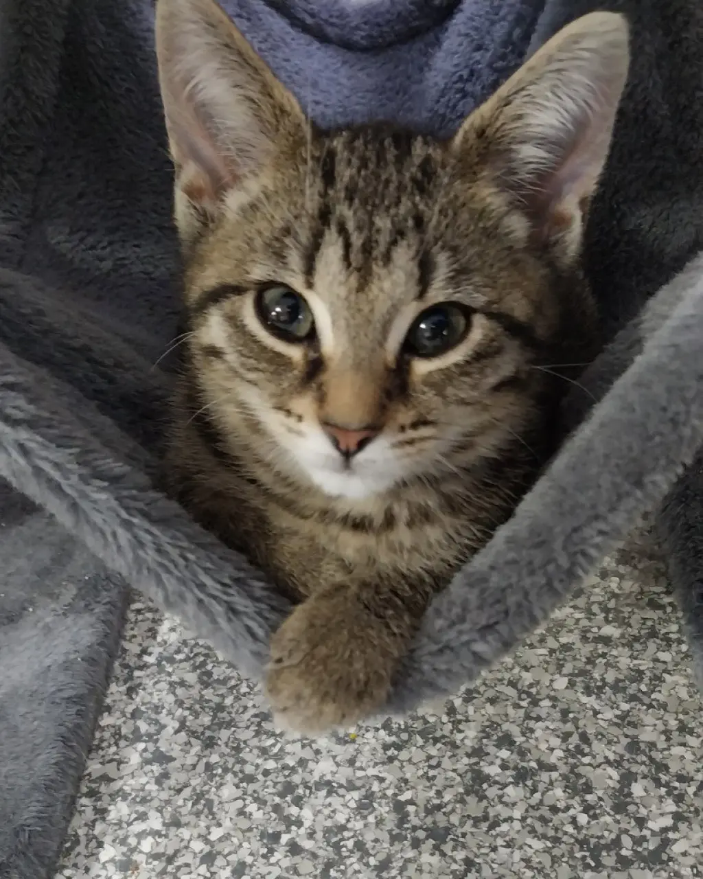 Lyric * IN FOSTER *
