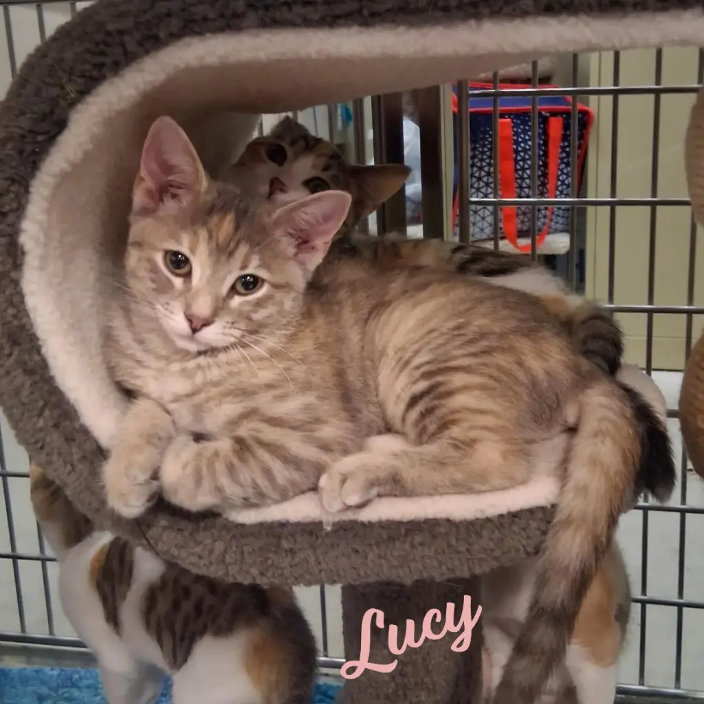 Lucy #microwave-box-litter