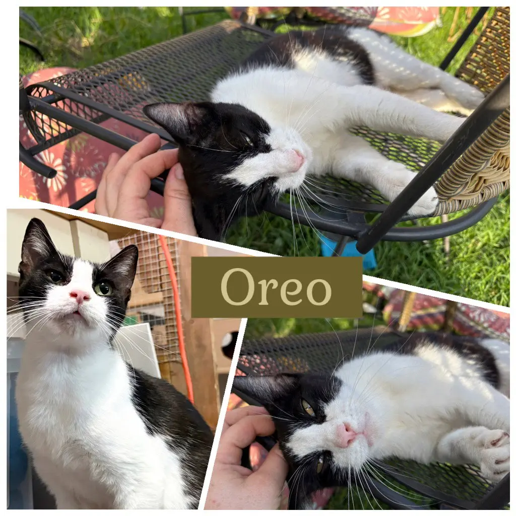 Mamma Oreo