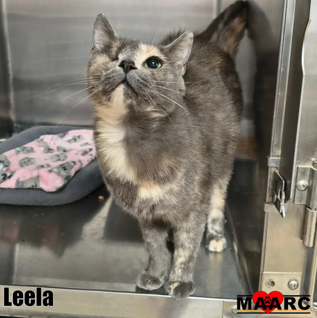 Leela