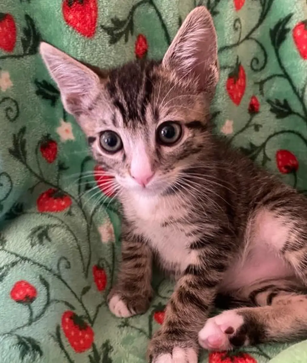 KOA