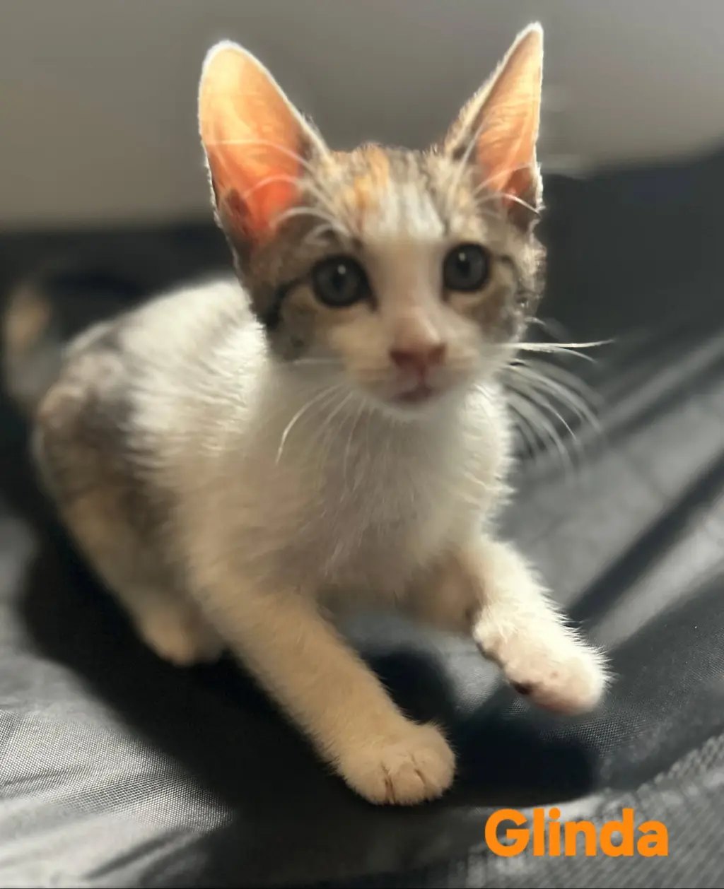 Glinda