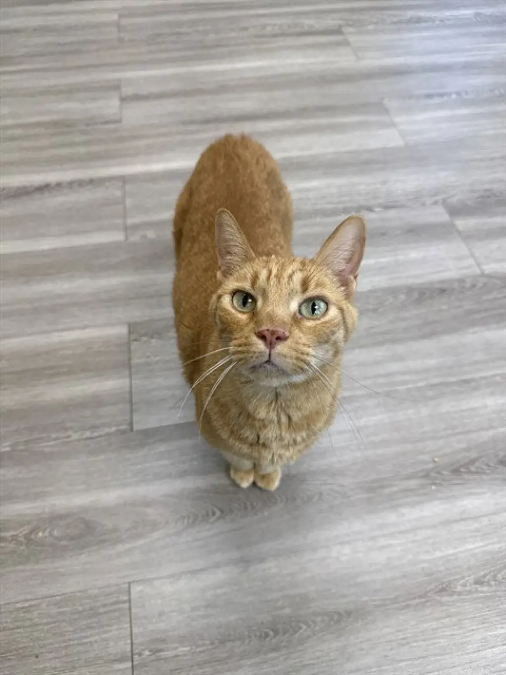 BAXTER