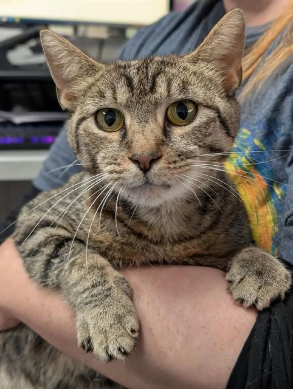 SIMBA