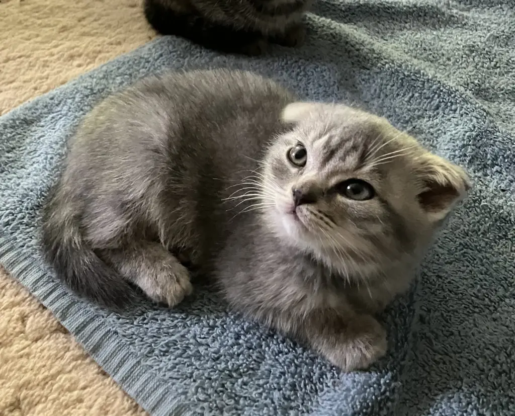 Maisie- pending adoption!