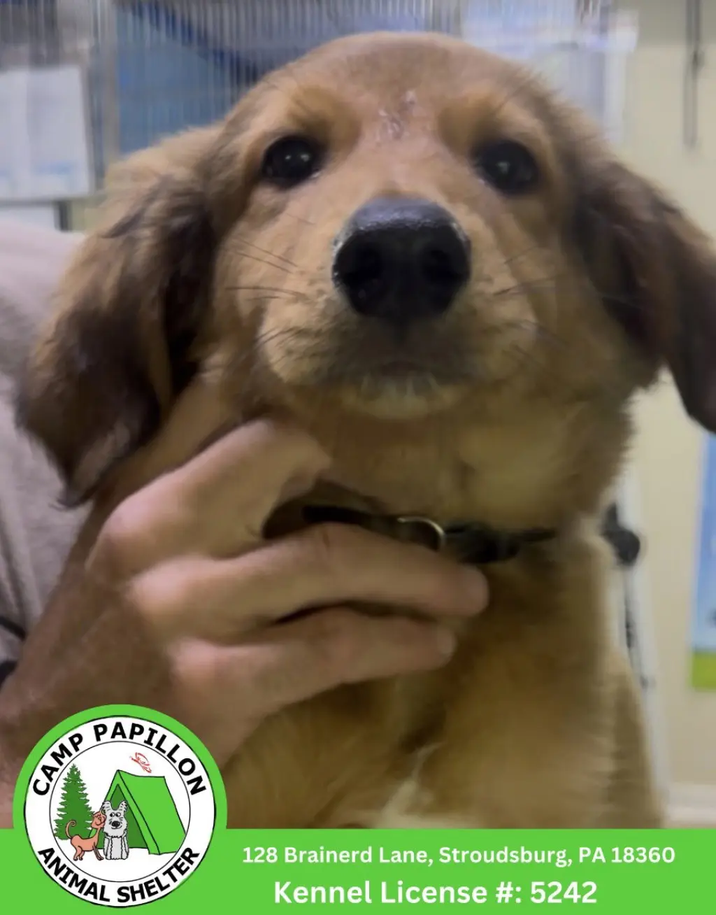 Baby Yoda