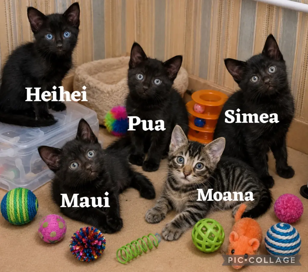 Pua