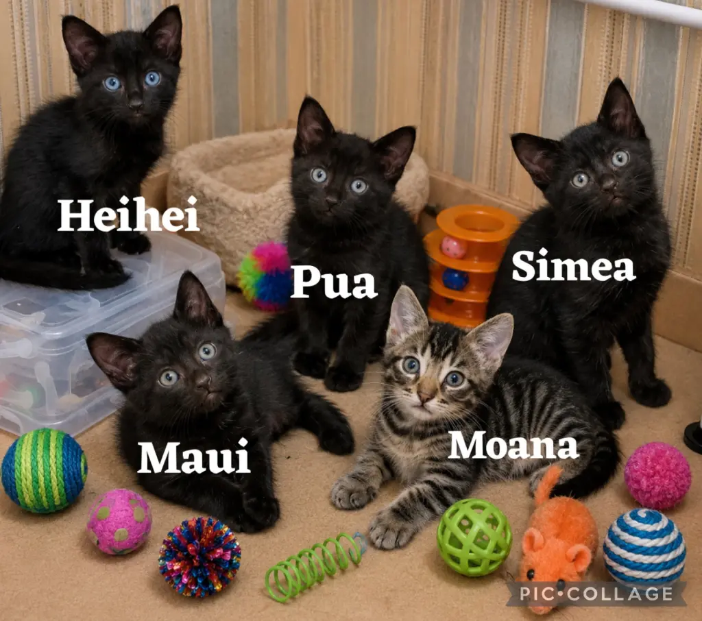 Maui