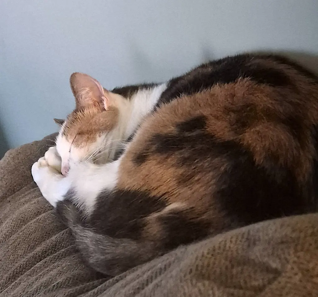 Spunky