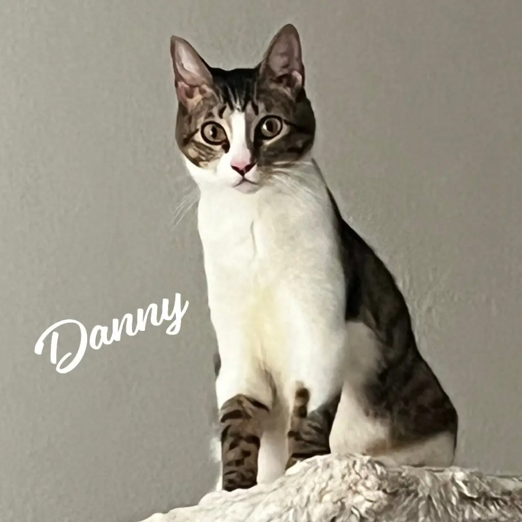 Danny #lovable-scamp