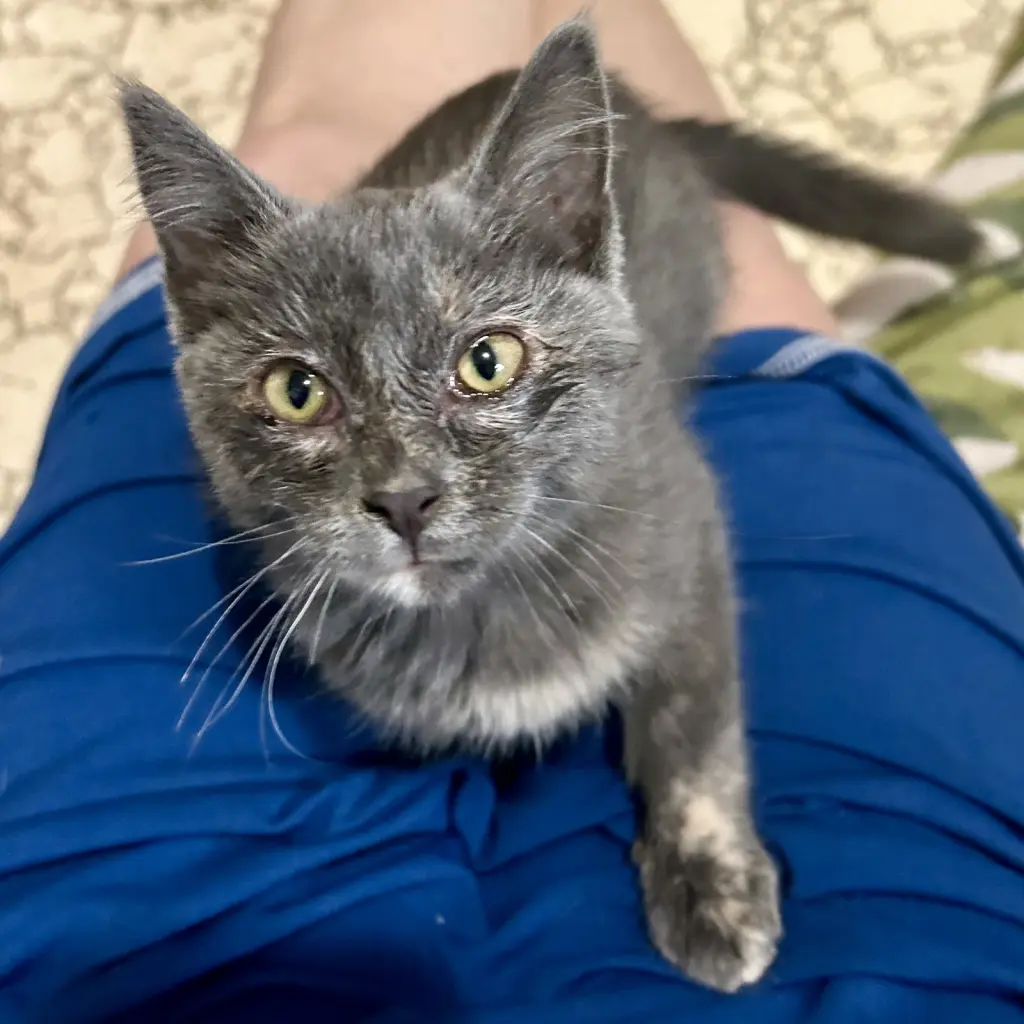 Taffy (Available 8/7/26)