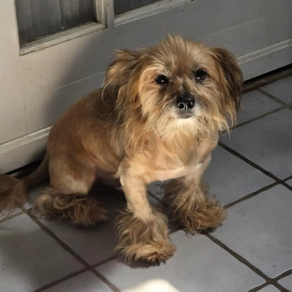 BENJI