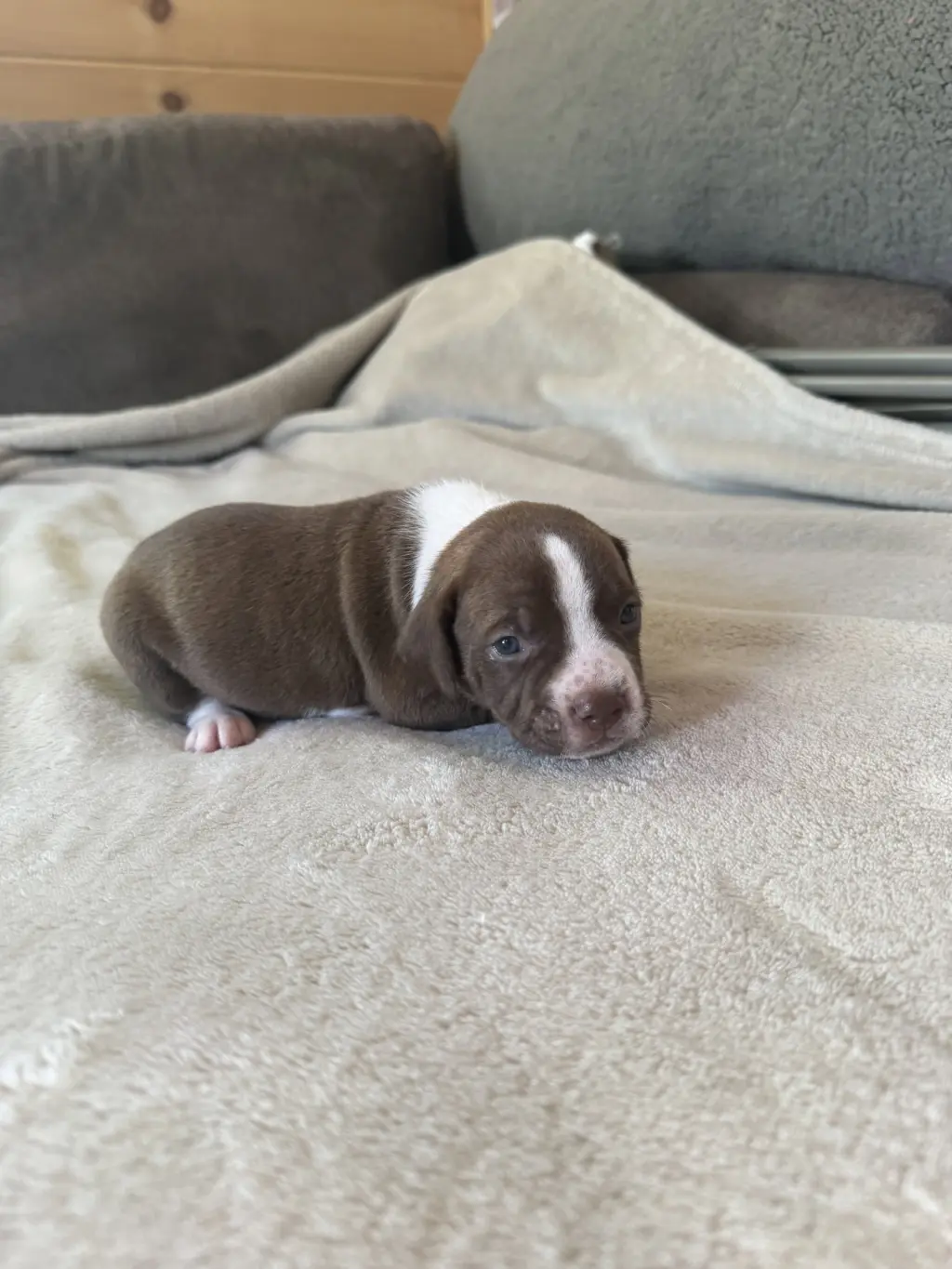 Cedar- brynns litter