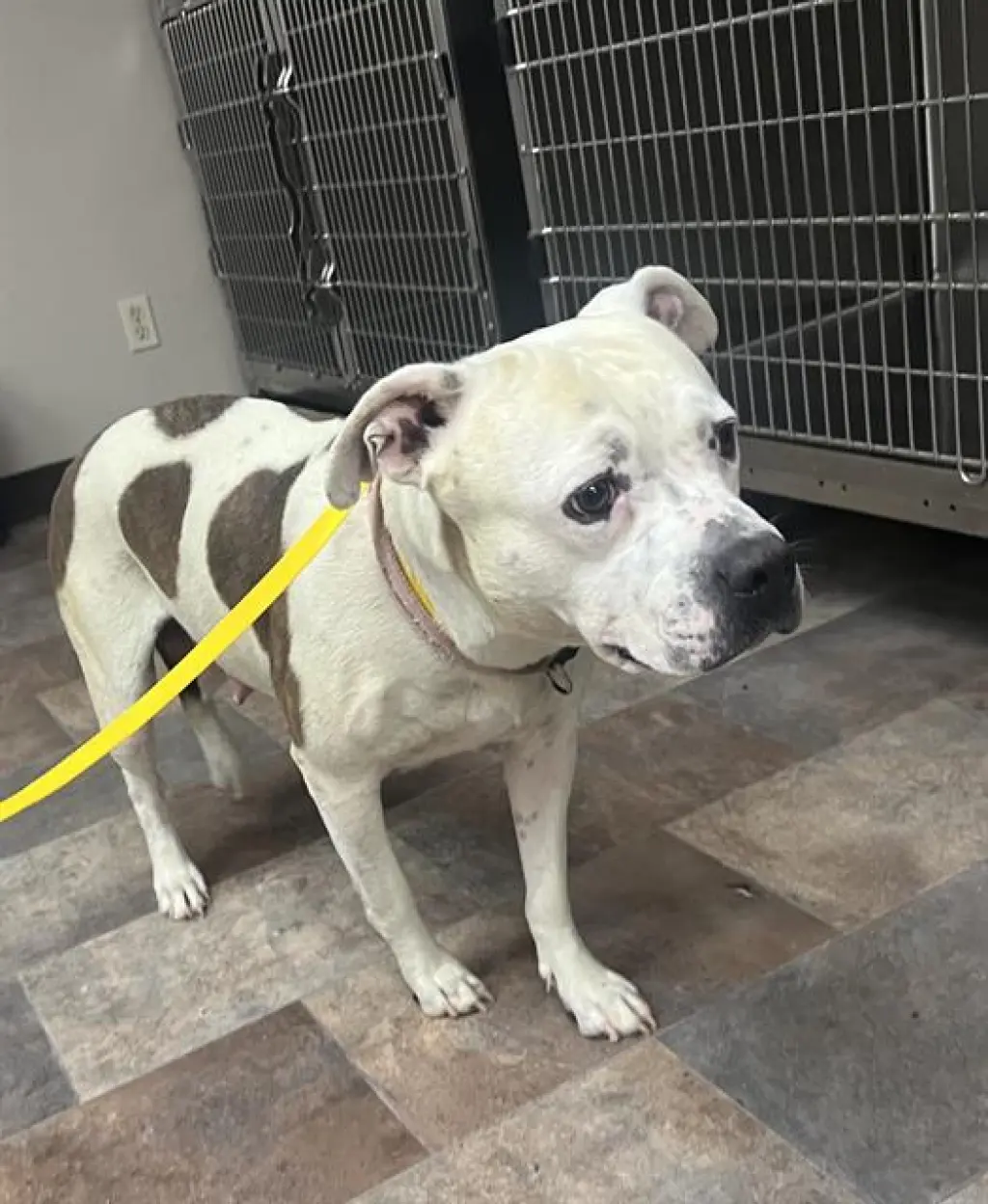 (RESCUE ONLY) SADY