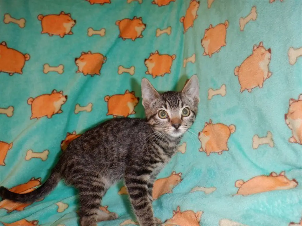 TABASCO