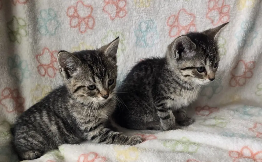 FIA & FILI - Bonded Sisters