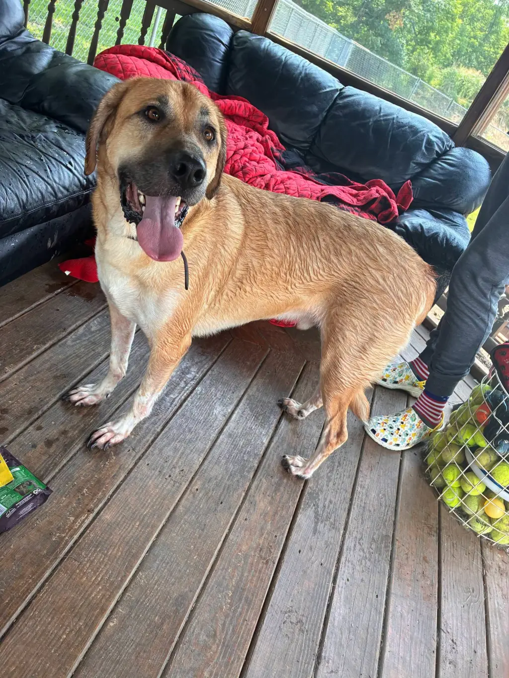 Archie