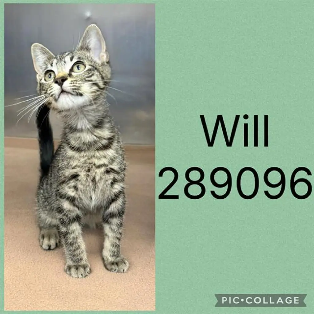 WILL