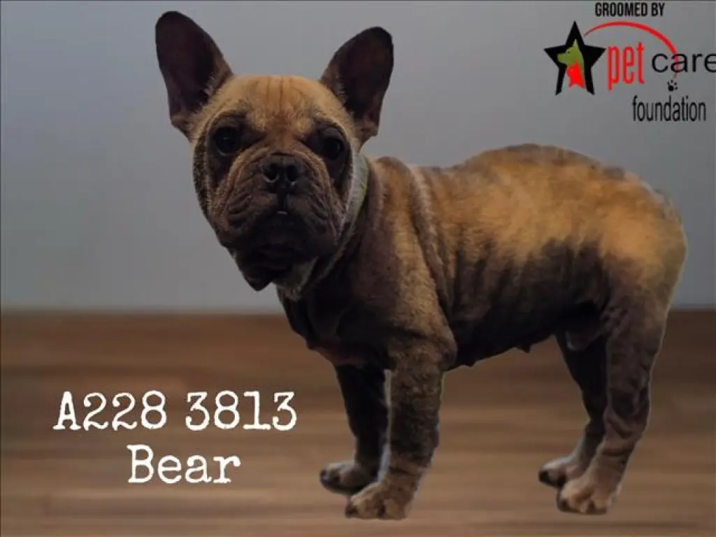 BEAR