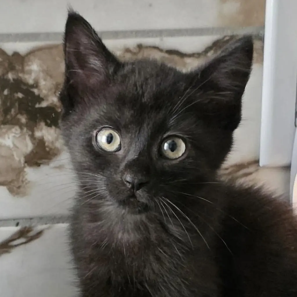 Tuna (Aka Jerry)