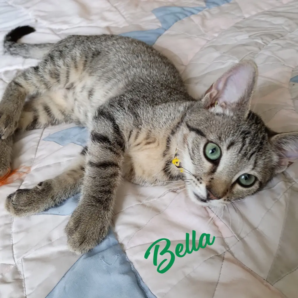 Bella #tabby-IV-pack