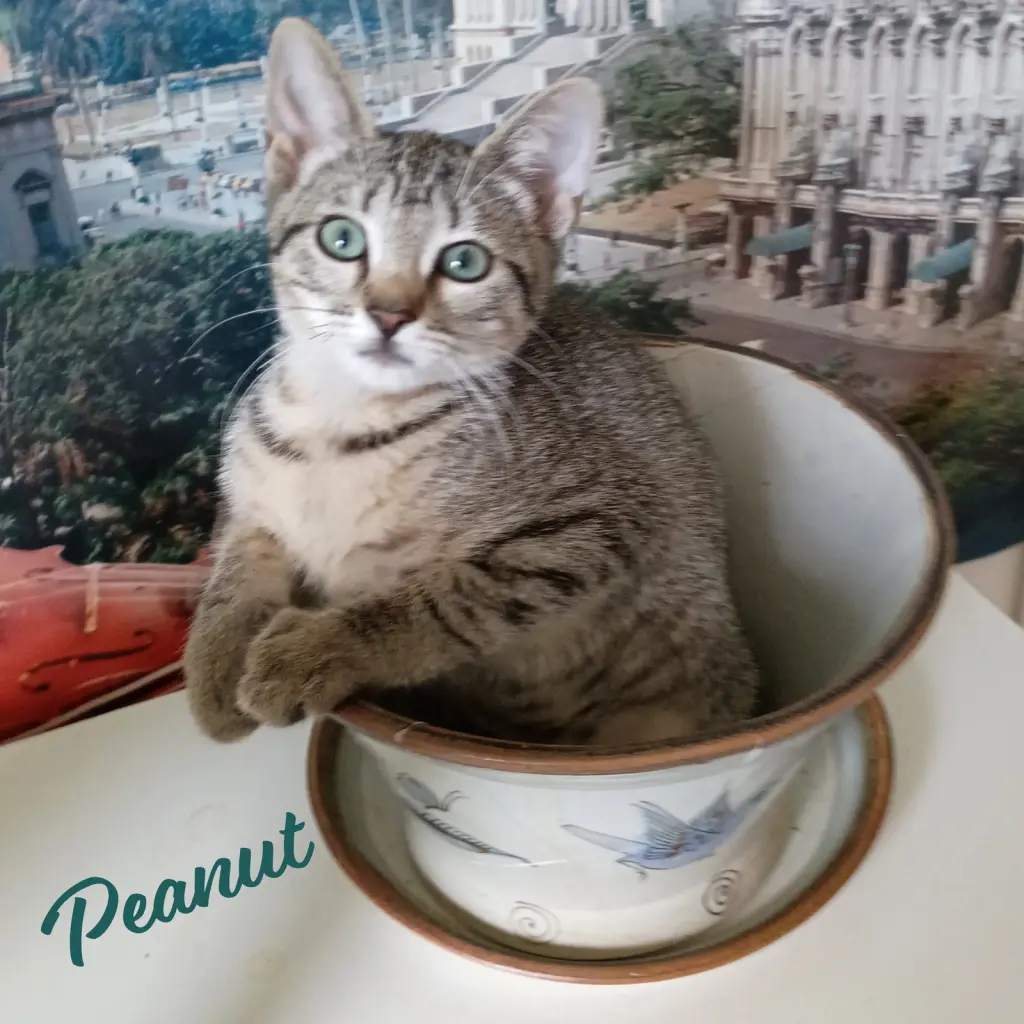 Peanut #tabby-IV-pack