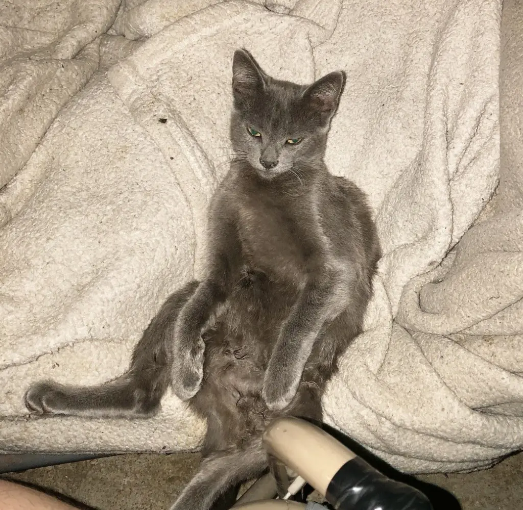 Chat Napa Petco