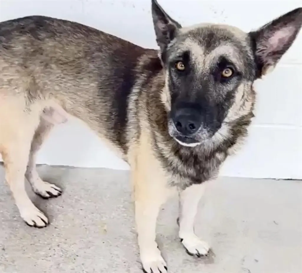 KAISER