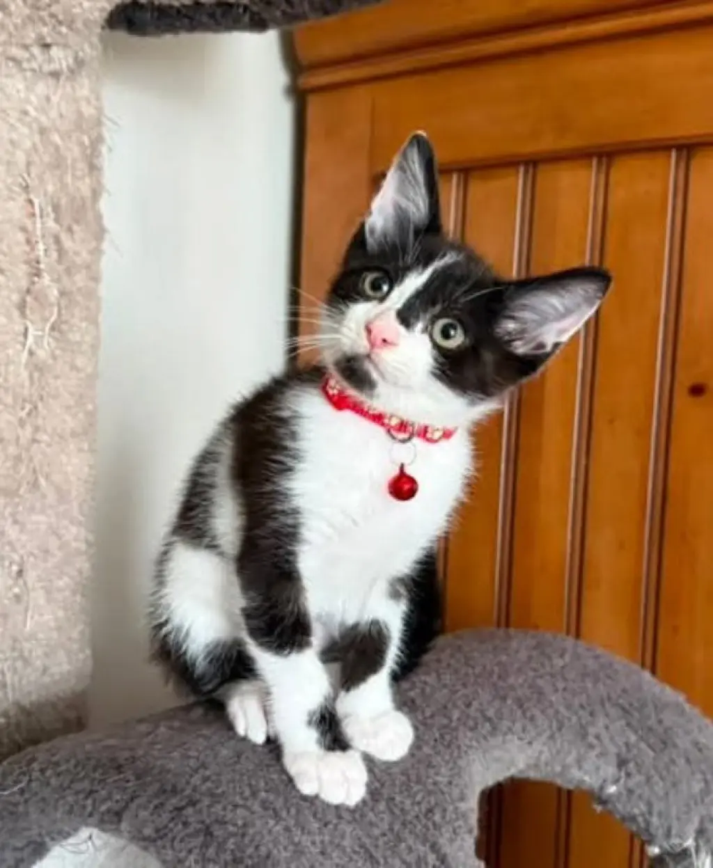Oreo